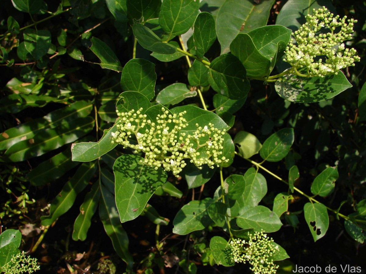 Premna serratifolia L.